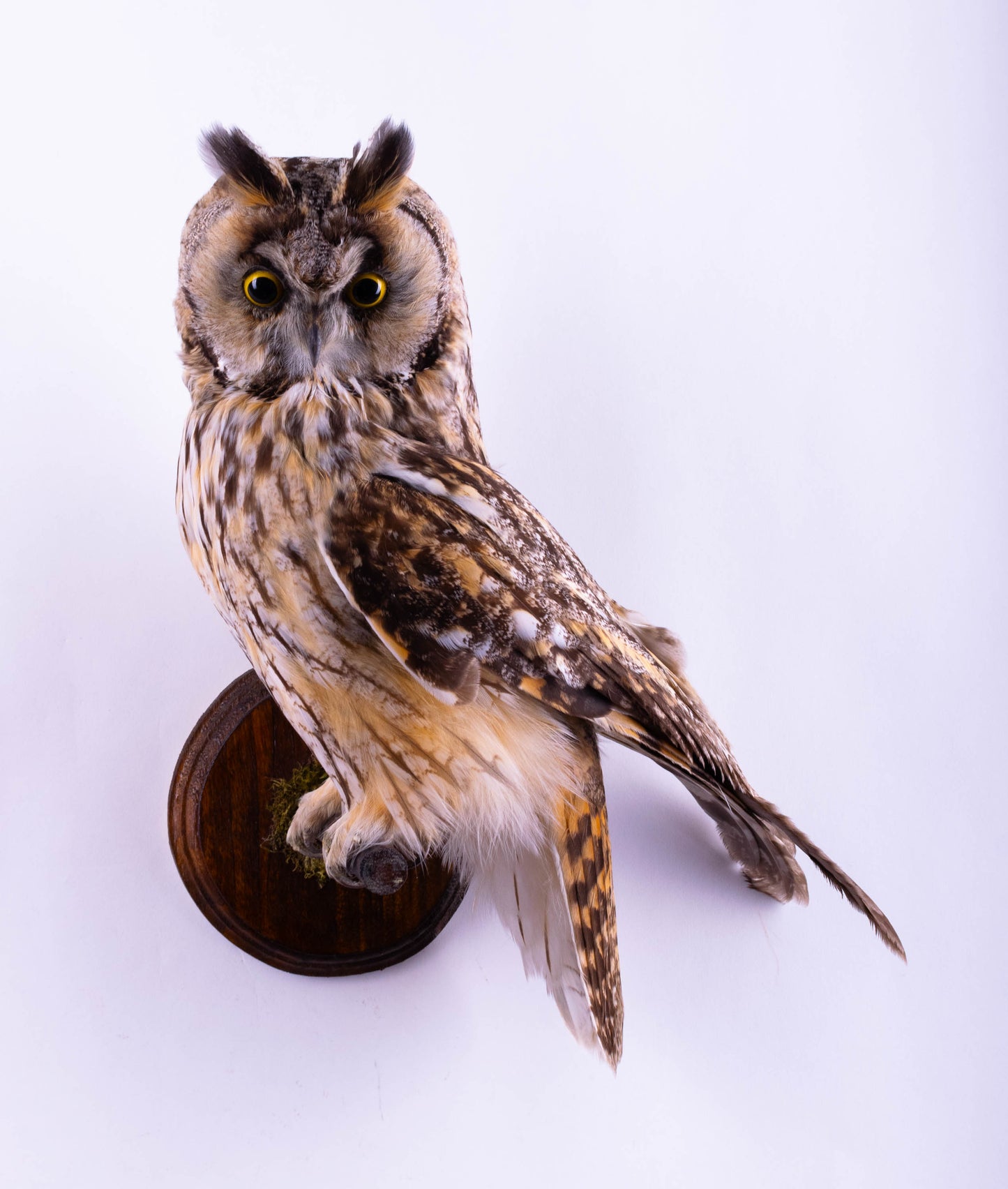 Hibou moyen-duc naturalisé pour fixation murale à vendre
