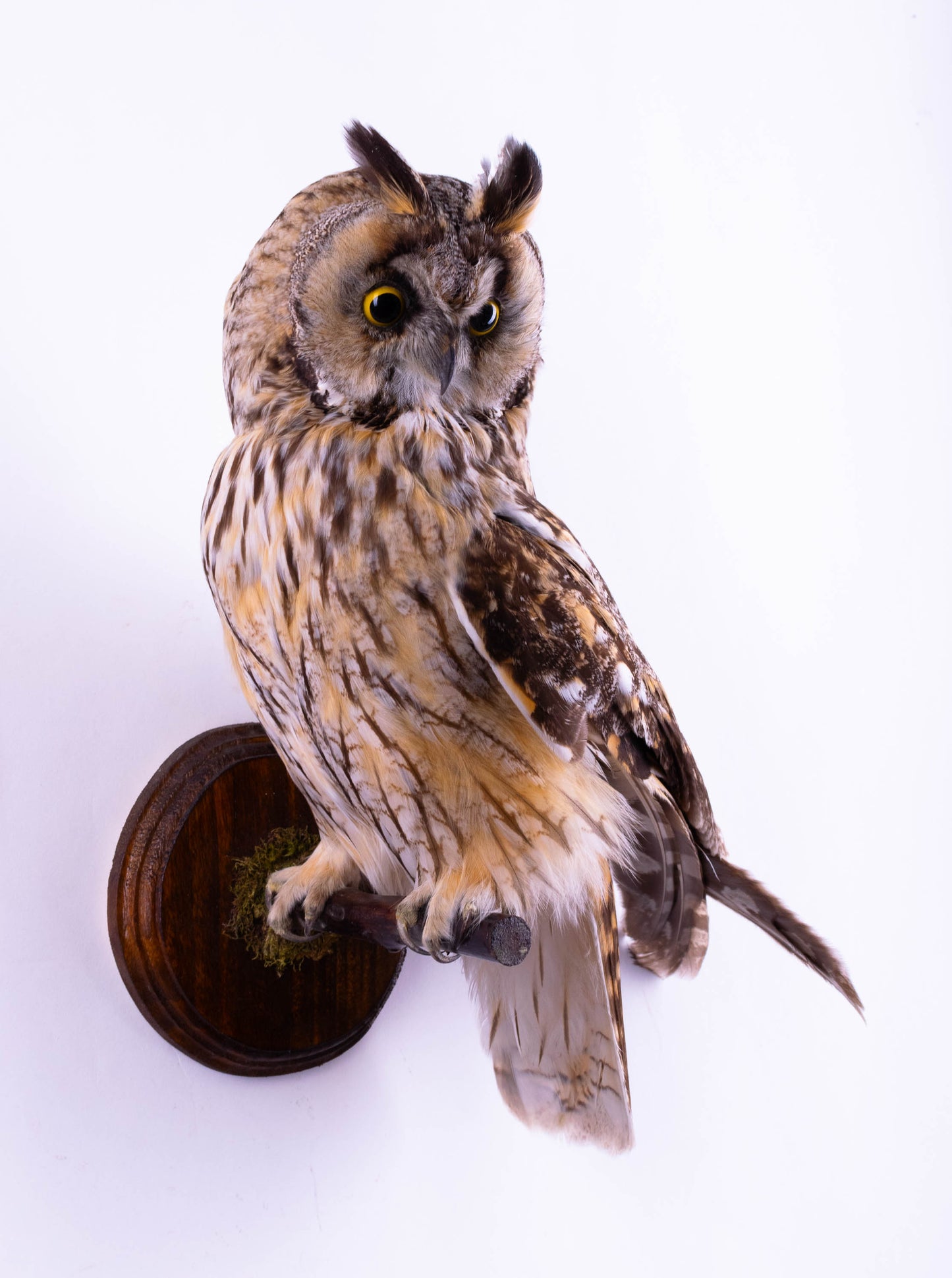 Hibou moyen-duc naturalisé pour fixation murale à vendre