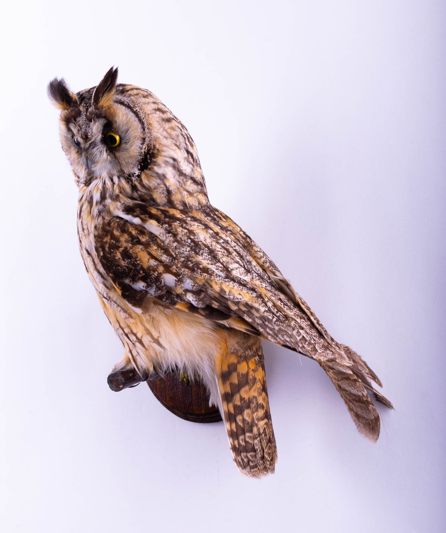 Hibou moyen-duc naturalisé pour fixation murale à vendre