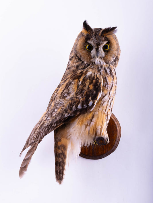 Hibou moyen-duc naturalisé pour fixation murale à vendre
