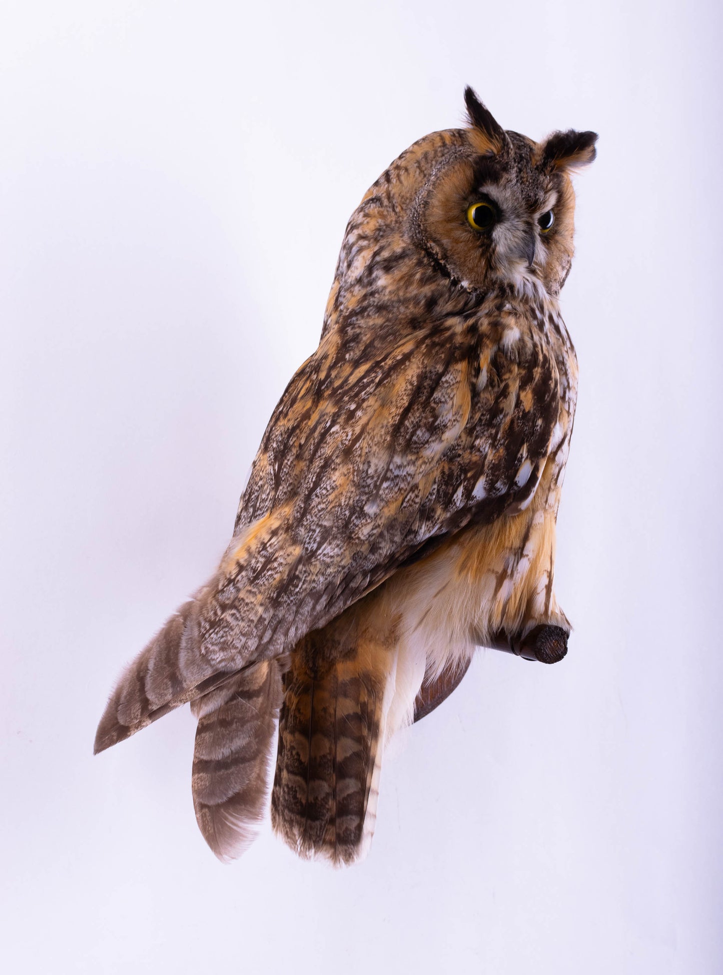 Hibou moyen-duc naturalisé pour fixation murale à vendre