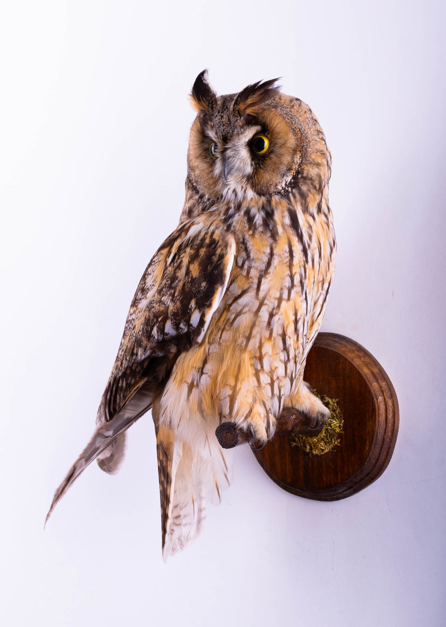 Hibou moyen-duc naturalisé pour fixation murale à vendre