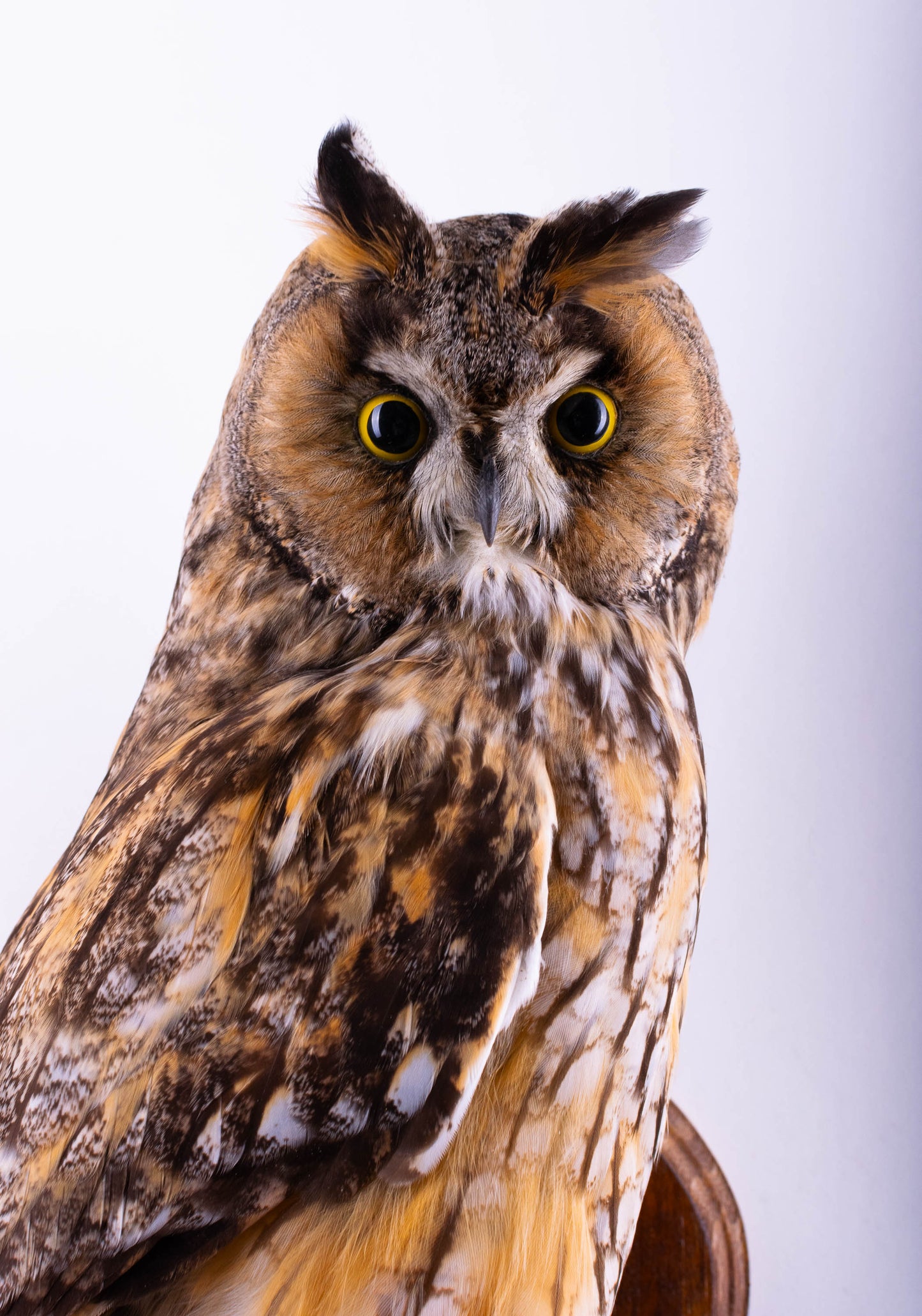 Hibou moyen-duc naturalisé pour fixation murale à vendre