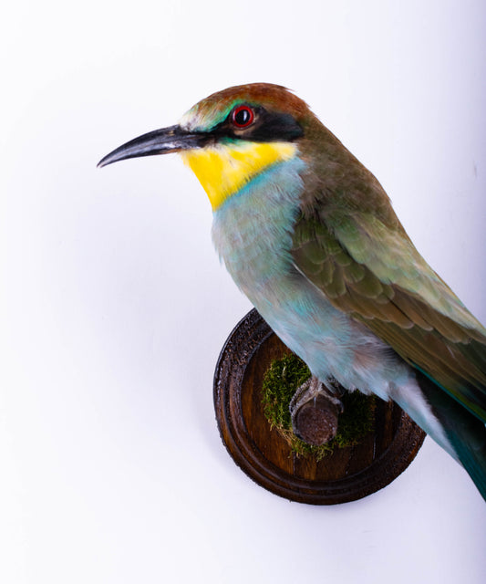 Bee-eater Taxidermy Wall Mount For Sale