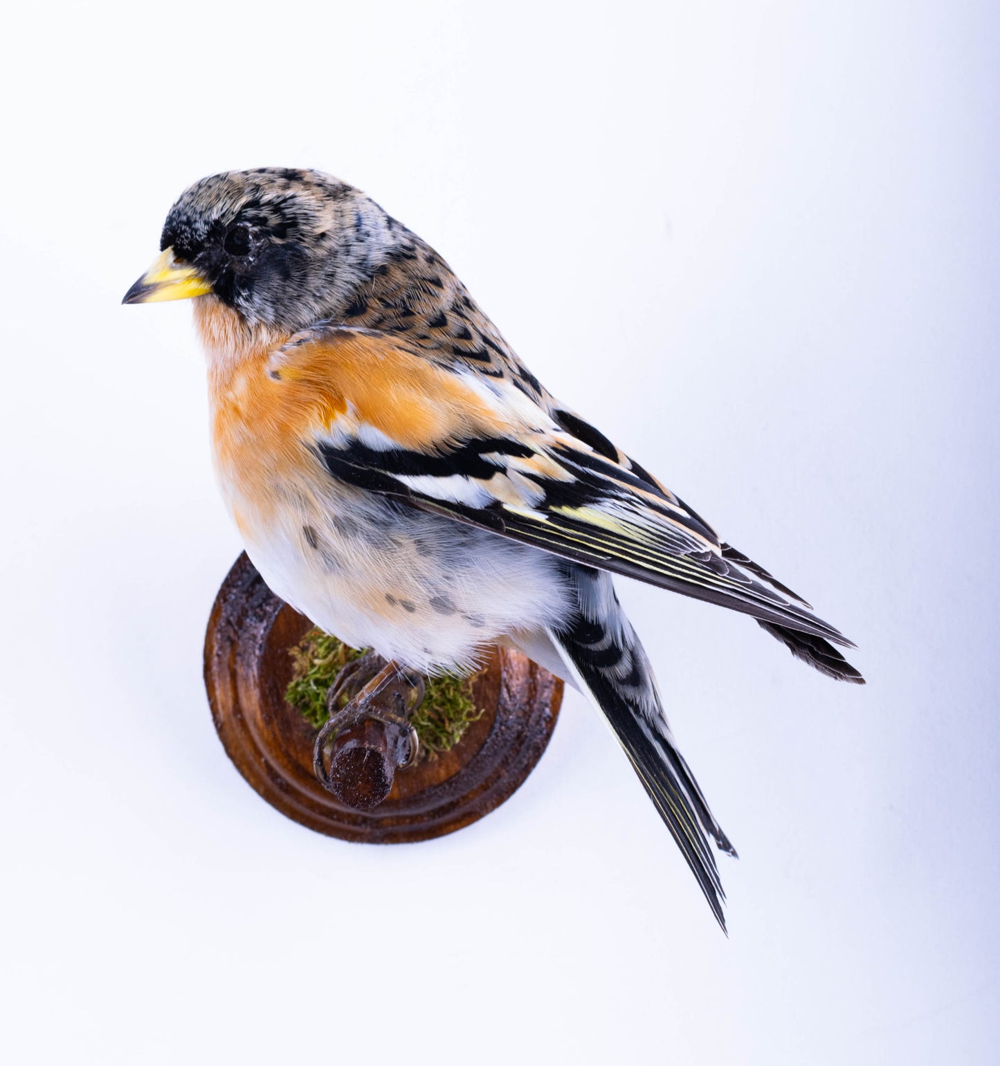 Tentative de brève taxidermie murale à vendre