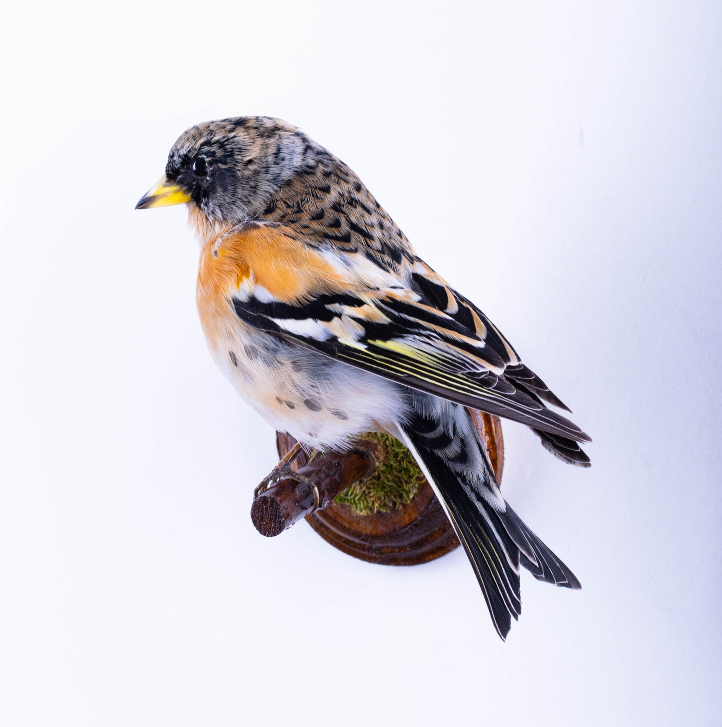Tentative de brève taxidermie murale à vendre