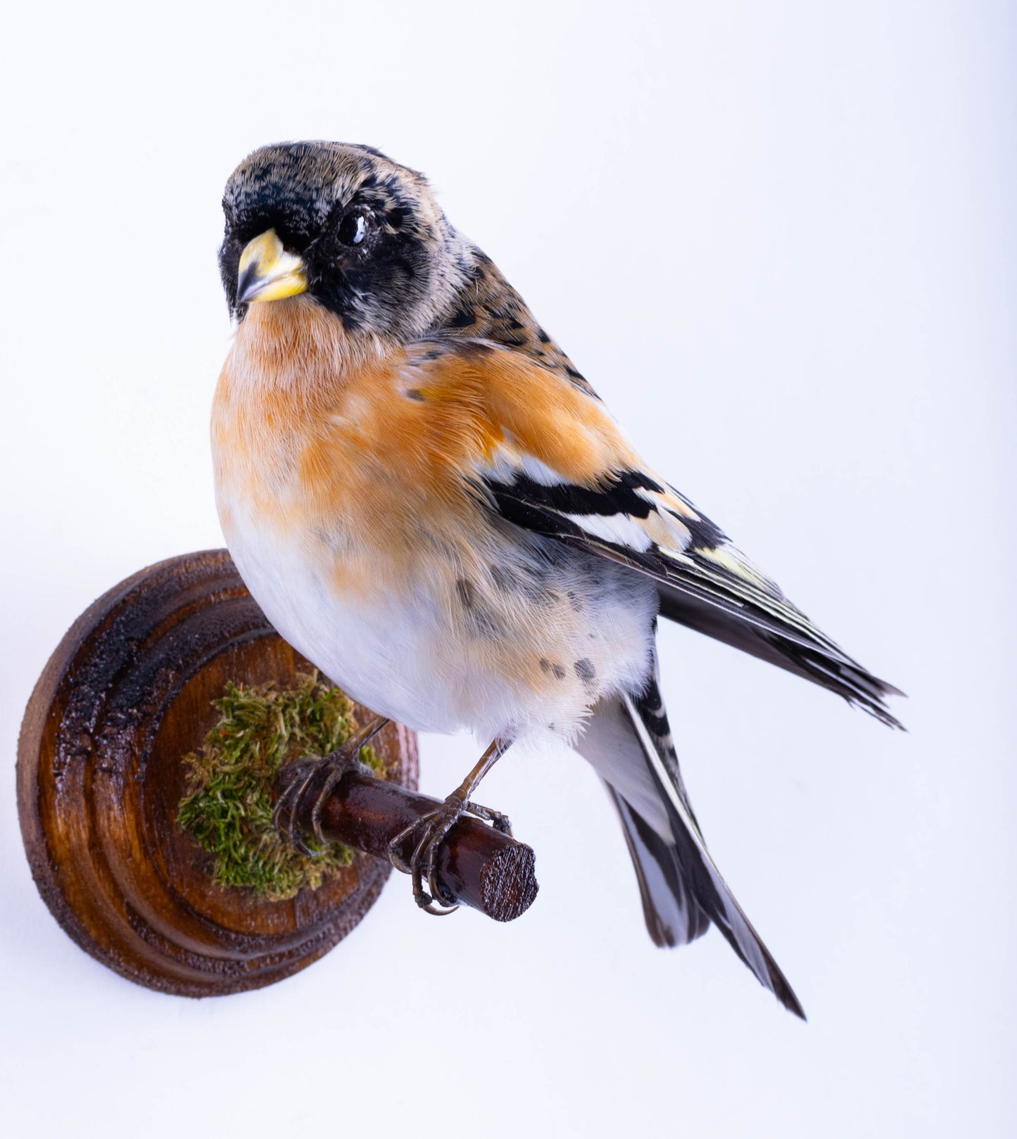 Tentative de brève taxidermie murale à vendre