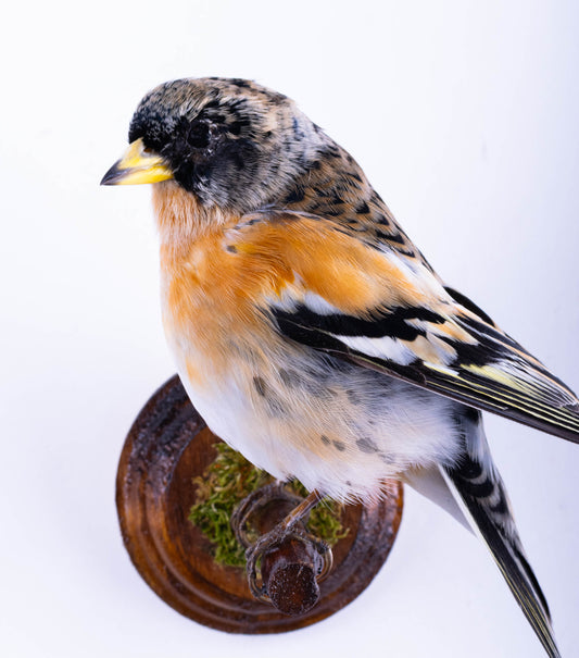 Tentative de brève taxidermie murale à vendre