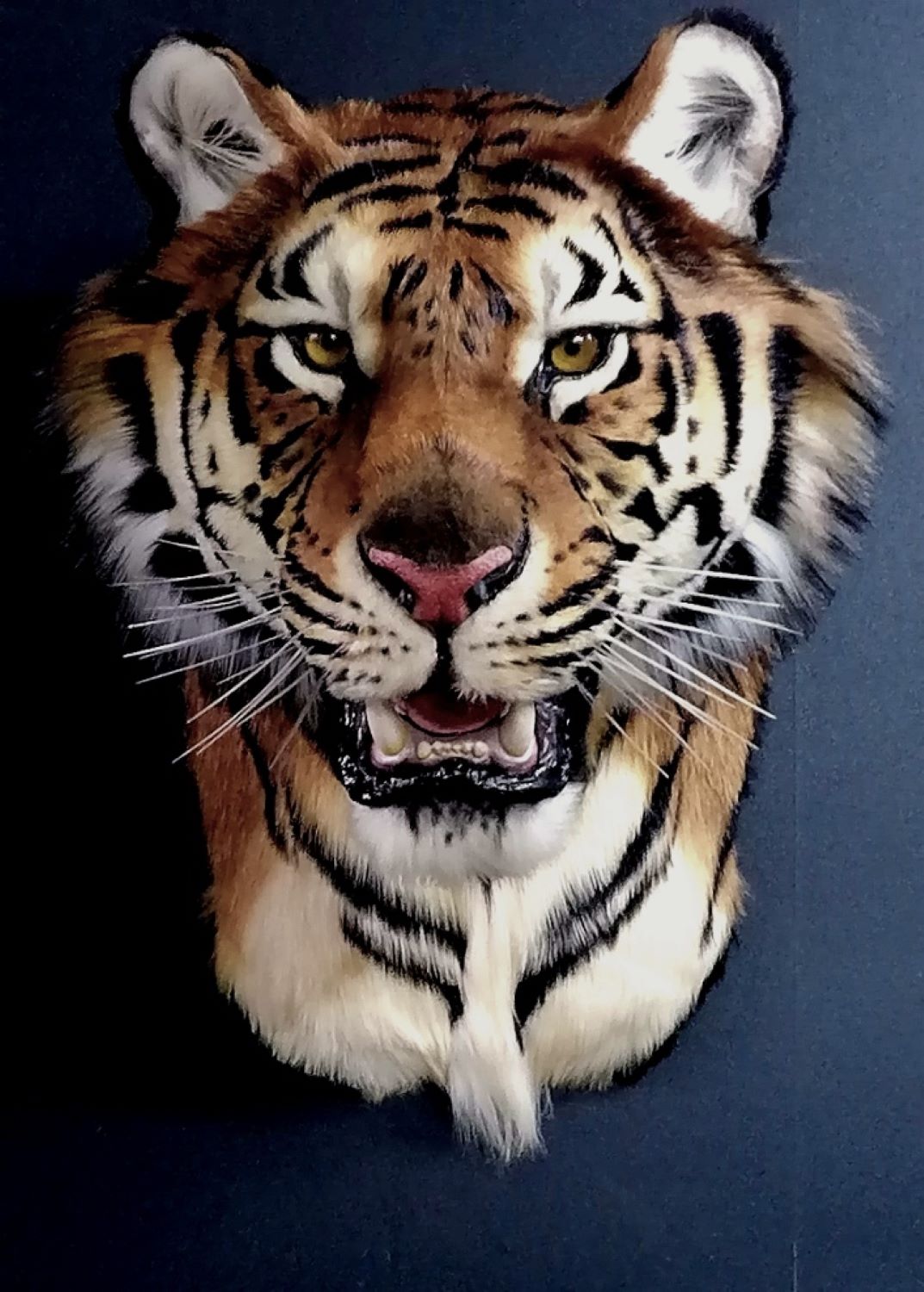 Replica Taxidermy Tiger Head Wall mount Realistic Life size