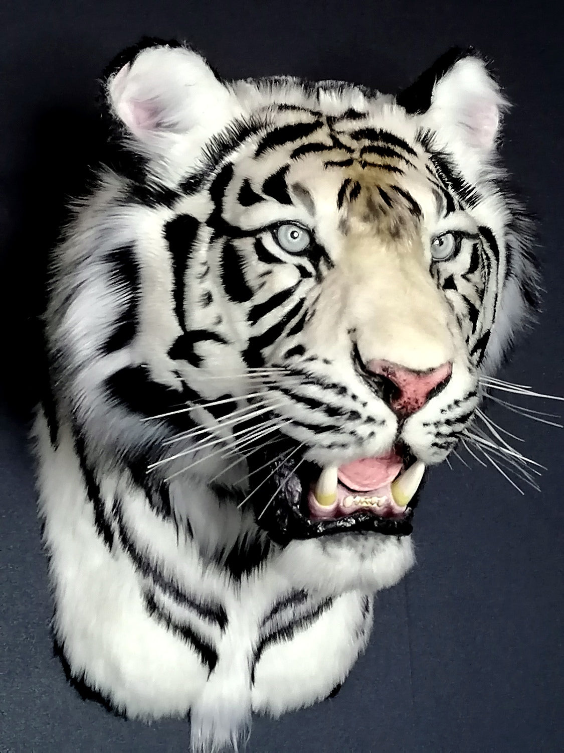 Replica Taxidermy White Tiger Head Wall mount Realistic Life size
