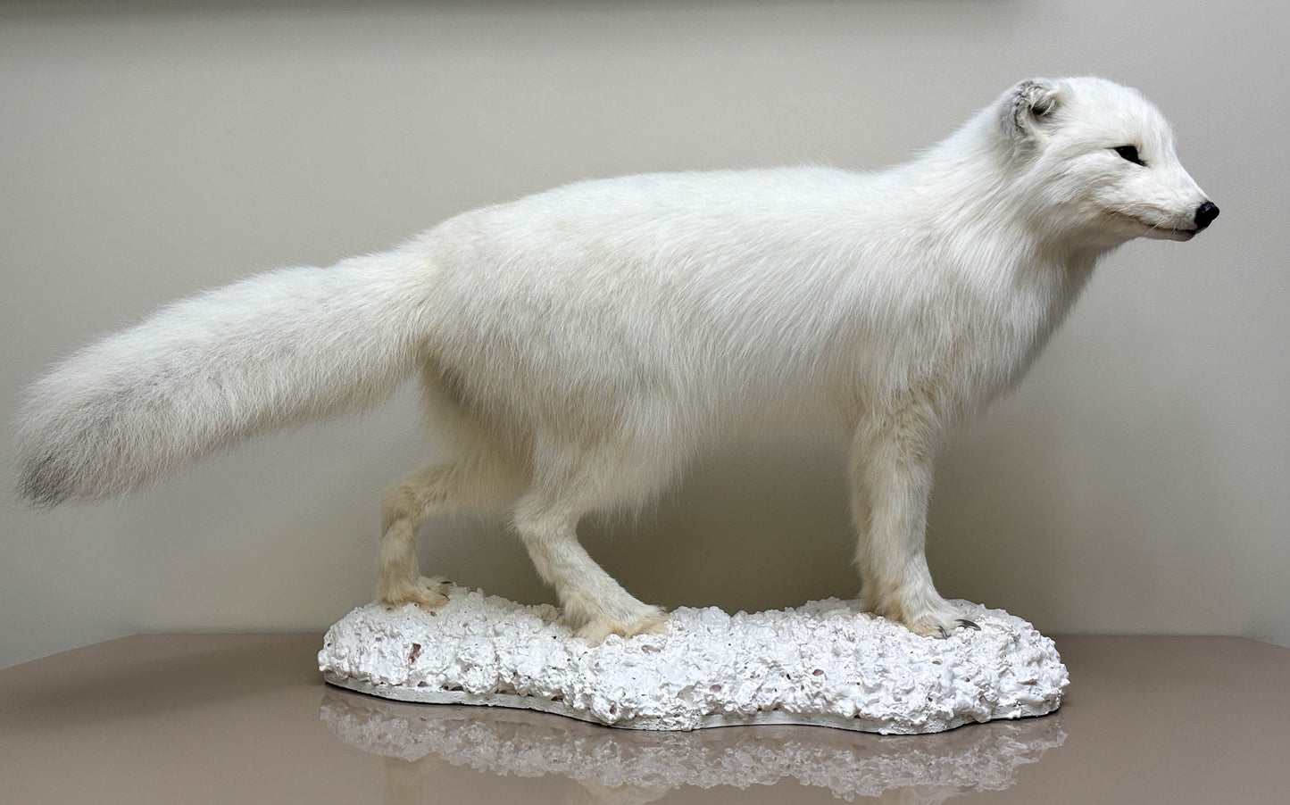 Arctic Fox Taxidermy Stand Mount For Sale