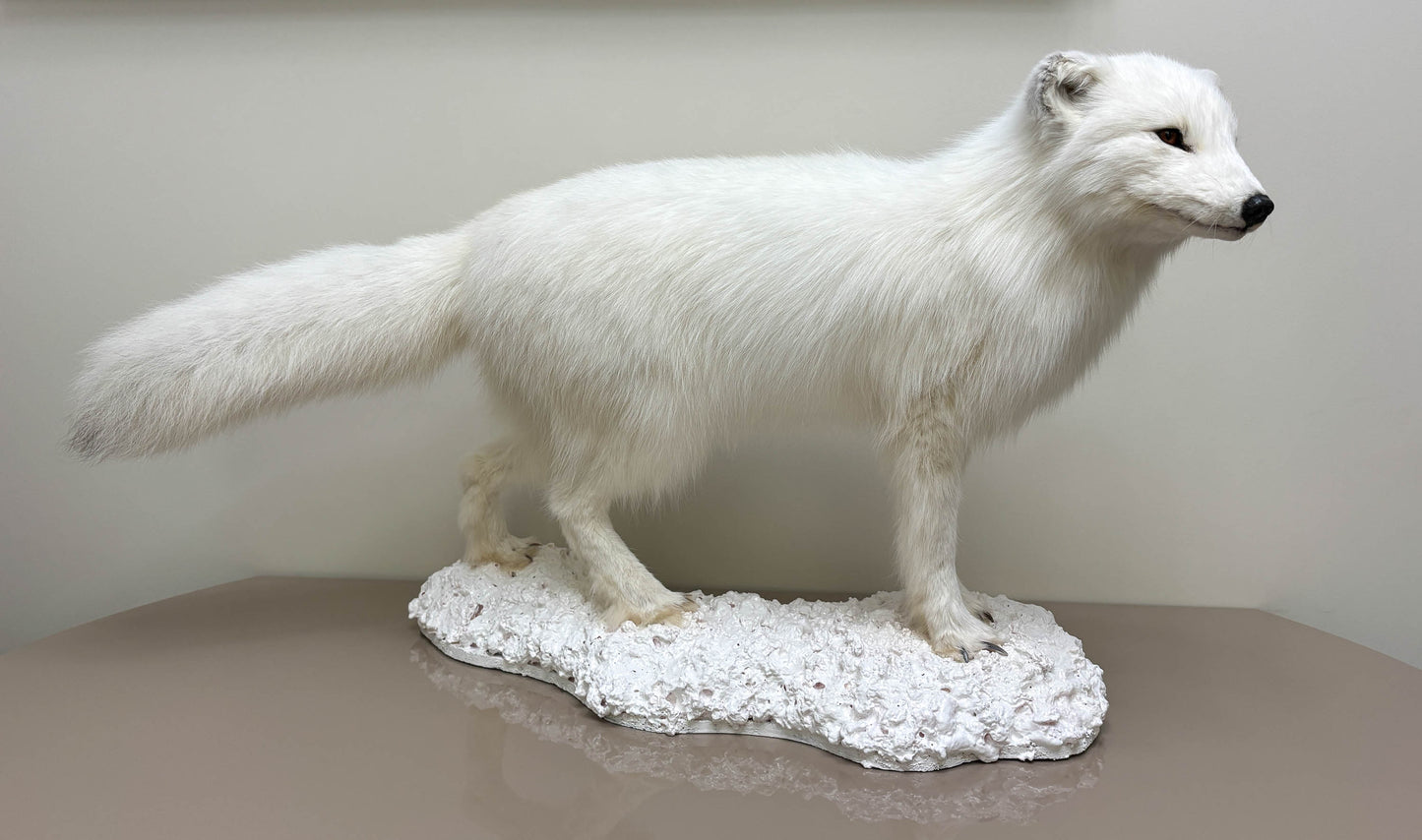 Arctic Fox Taxidermy Stand Mount For Sale