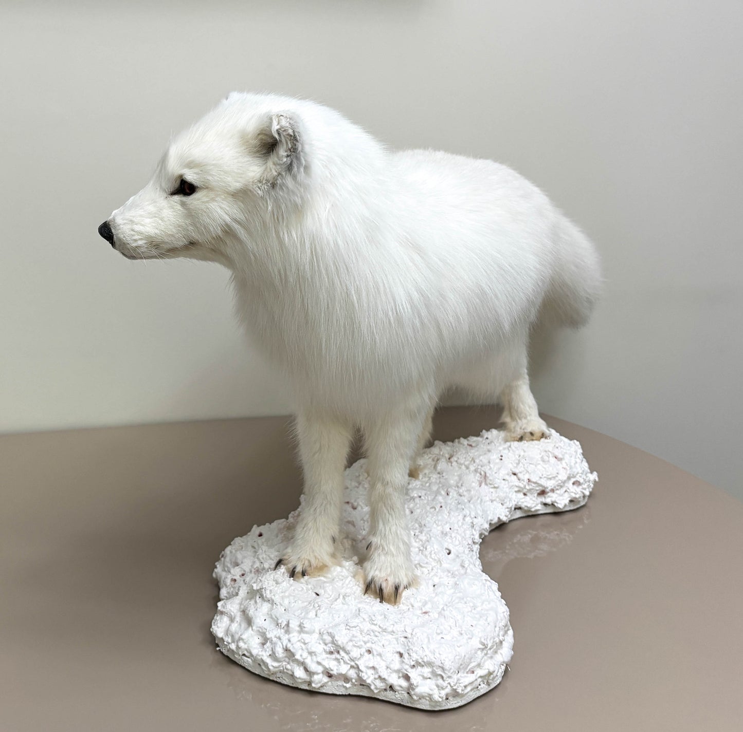 Arctic Fox Taxidermy Stand Mount For Sale