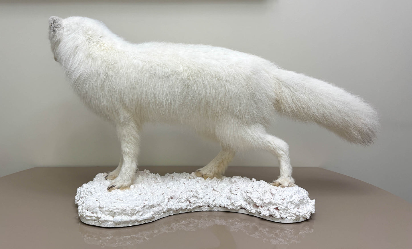 Arctic Fox Taxidermy Stand Mount For Sale
