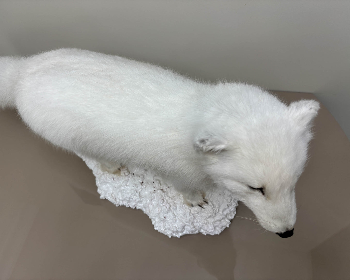 Arctic Fox Taxidermy Stand Mount For Sale