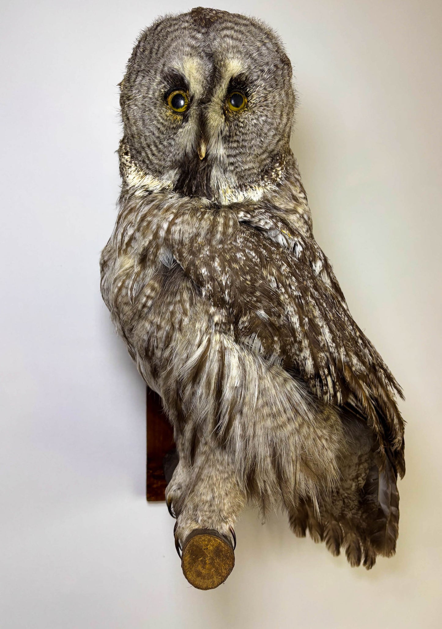 Great Gray Owl Taxidermy Wall Mount For Sale