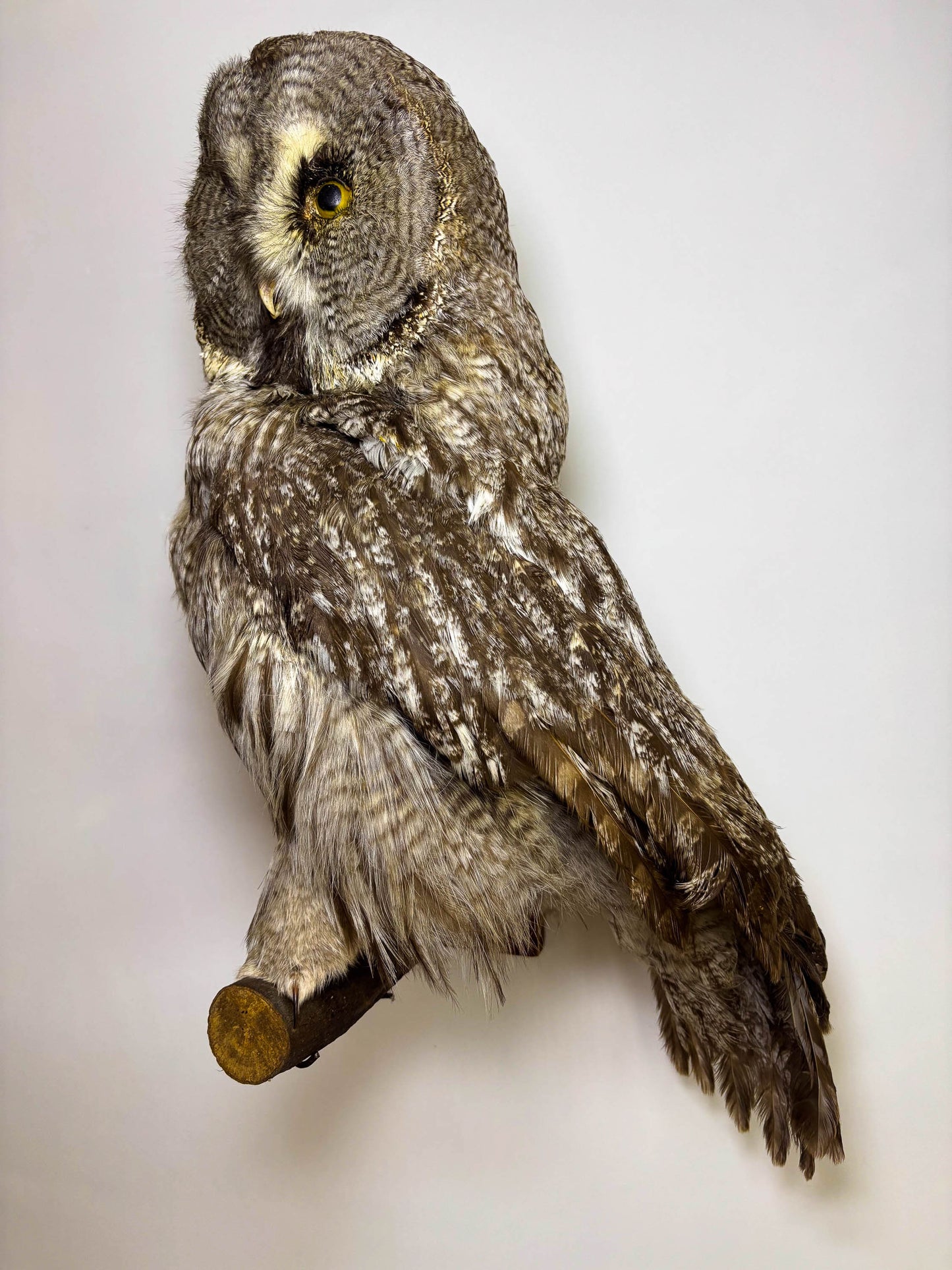Great Gray Owl Taxidermy Wall Mount For Sale