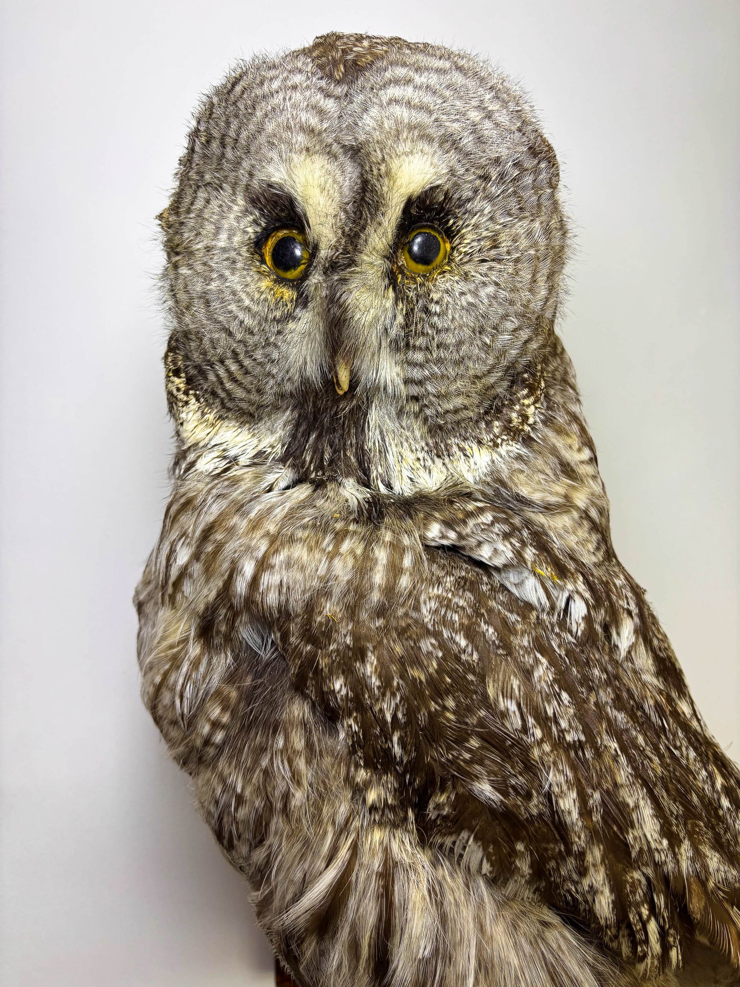 Great Gray Owl Taxidermy Wall Mount For Sale