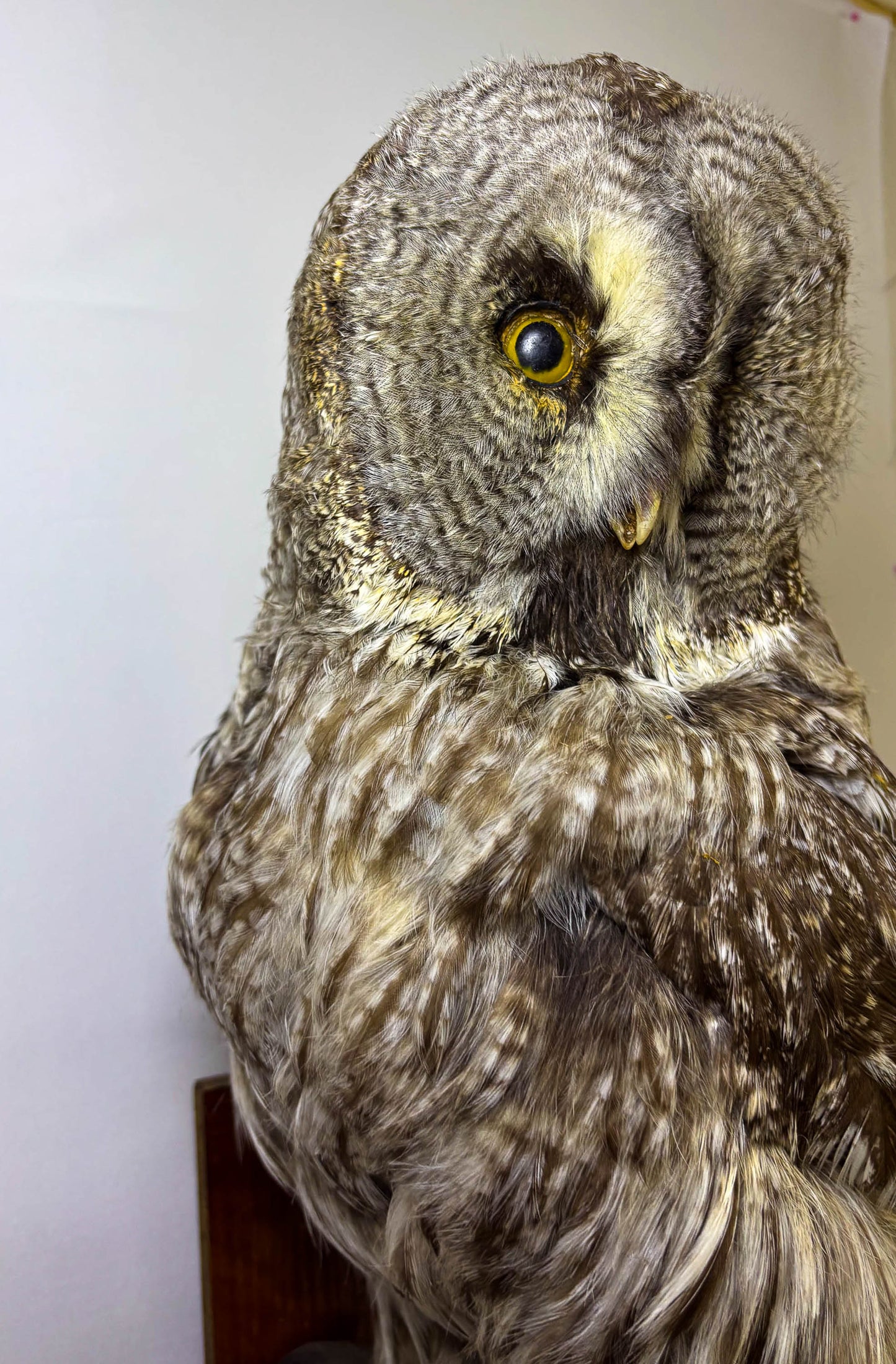 Great Gray Owl Taxidermy Wall Mount For Sale