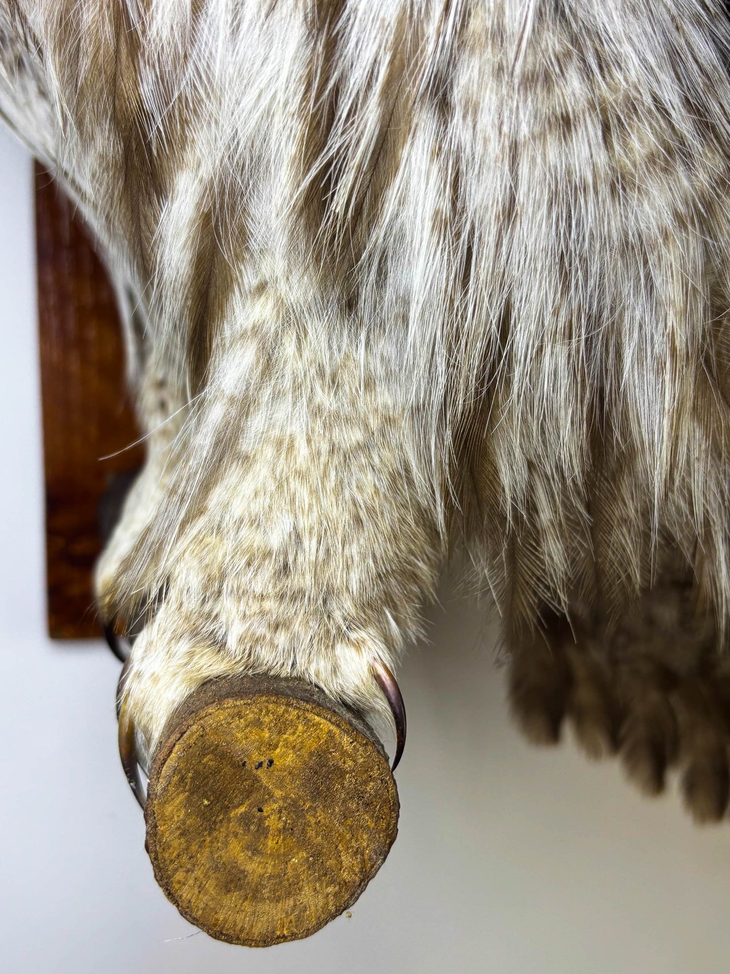Great Gray Owl Taxidermy Wall Mount For Sale