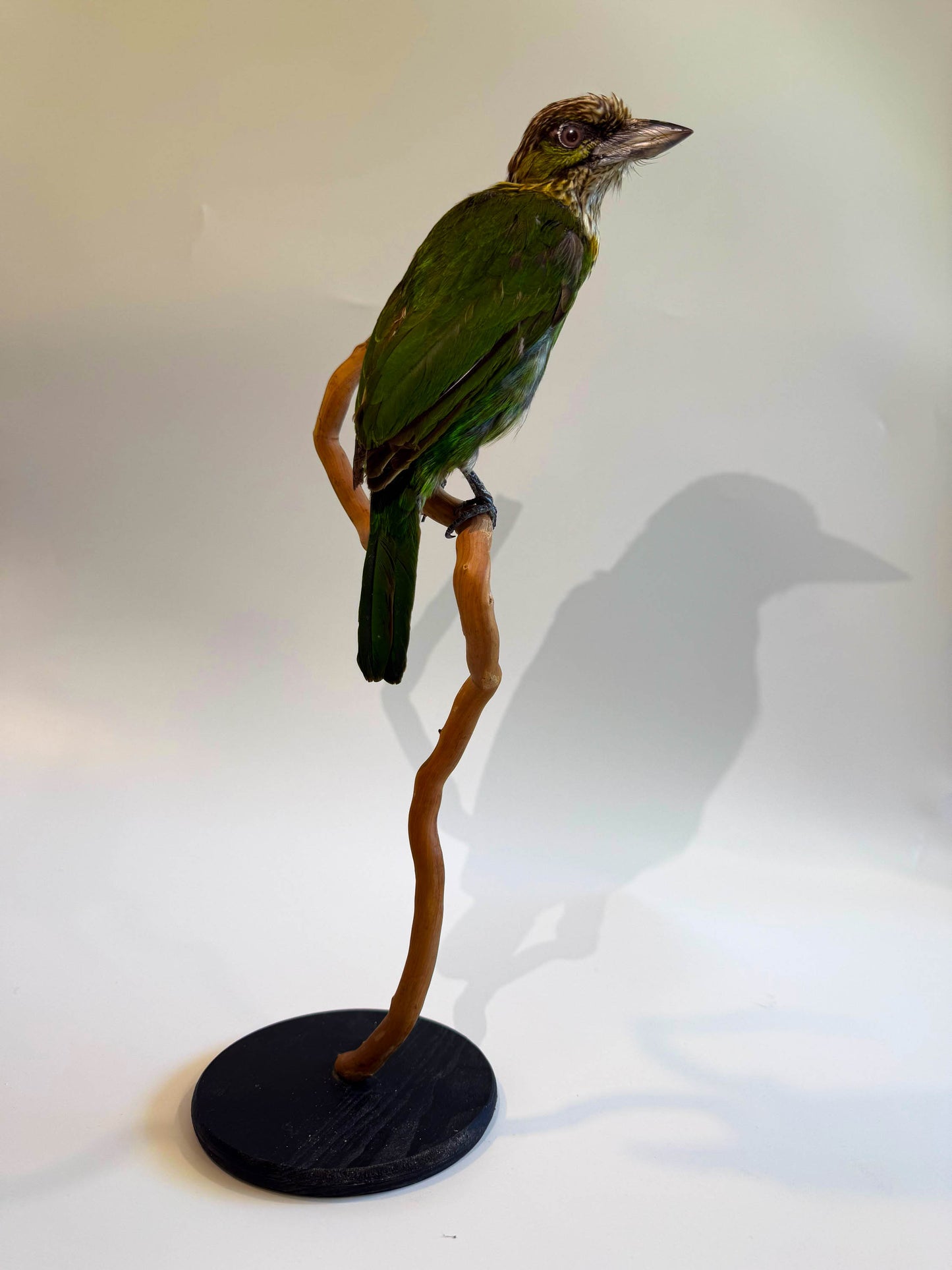 Mésange Charbonnière Empaillée Murale À Vendre