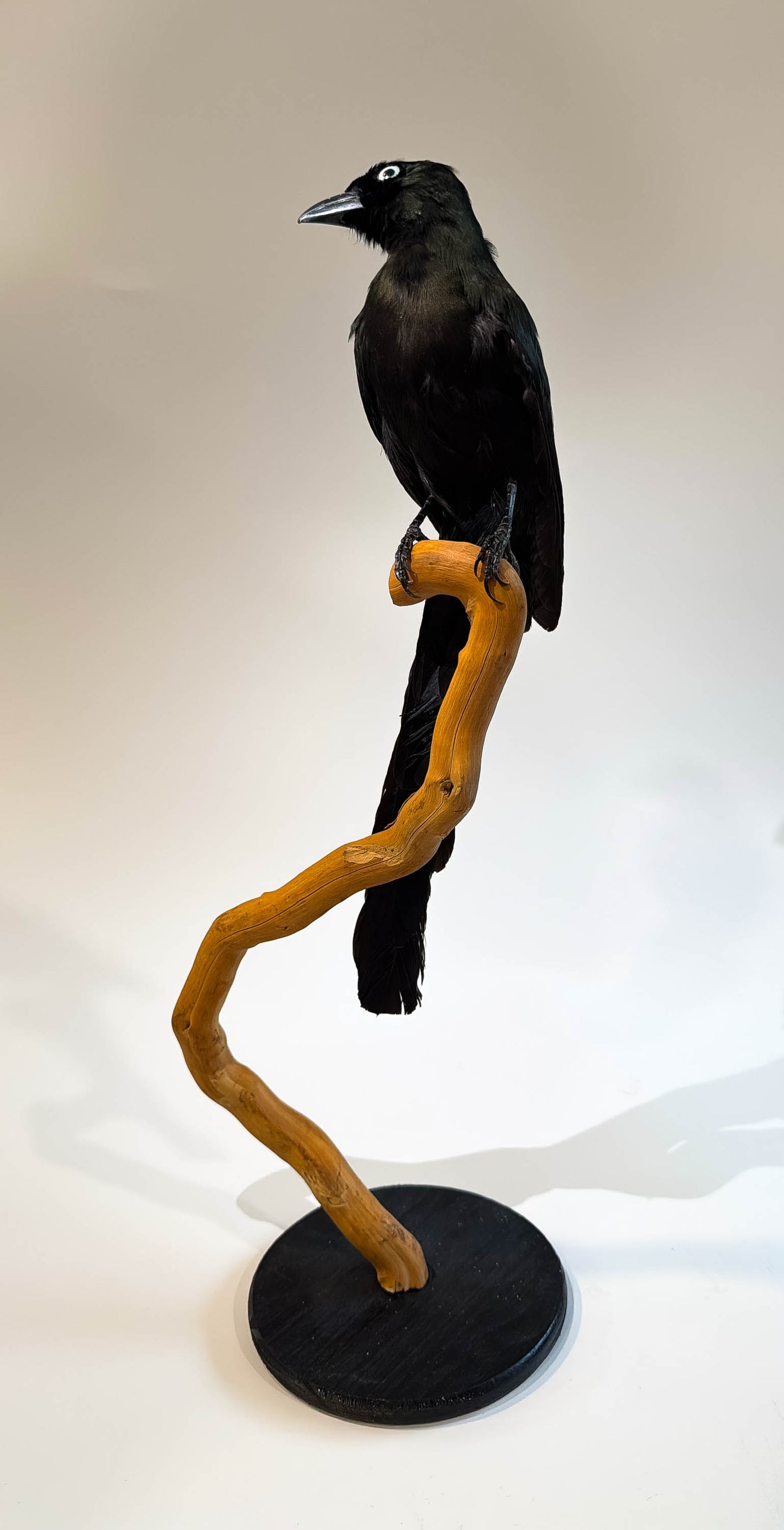 Mésange Charbonnière Empaillée Murale À Vendre