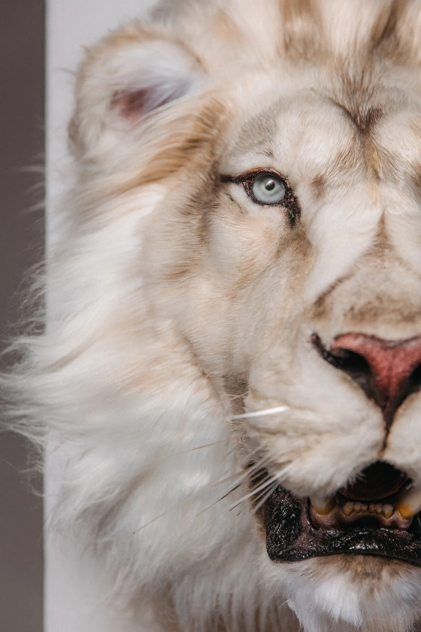 Replica Taxidermy Lion Shoulder Head Wall mount