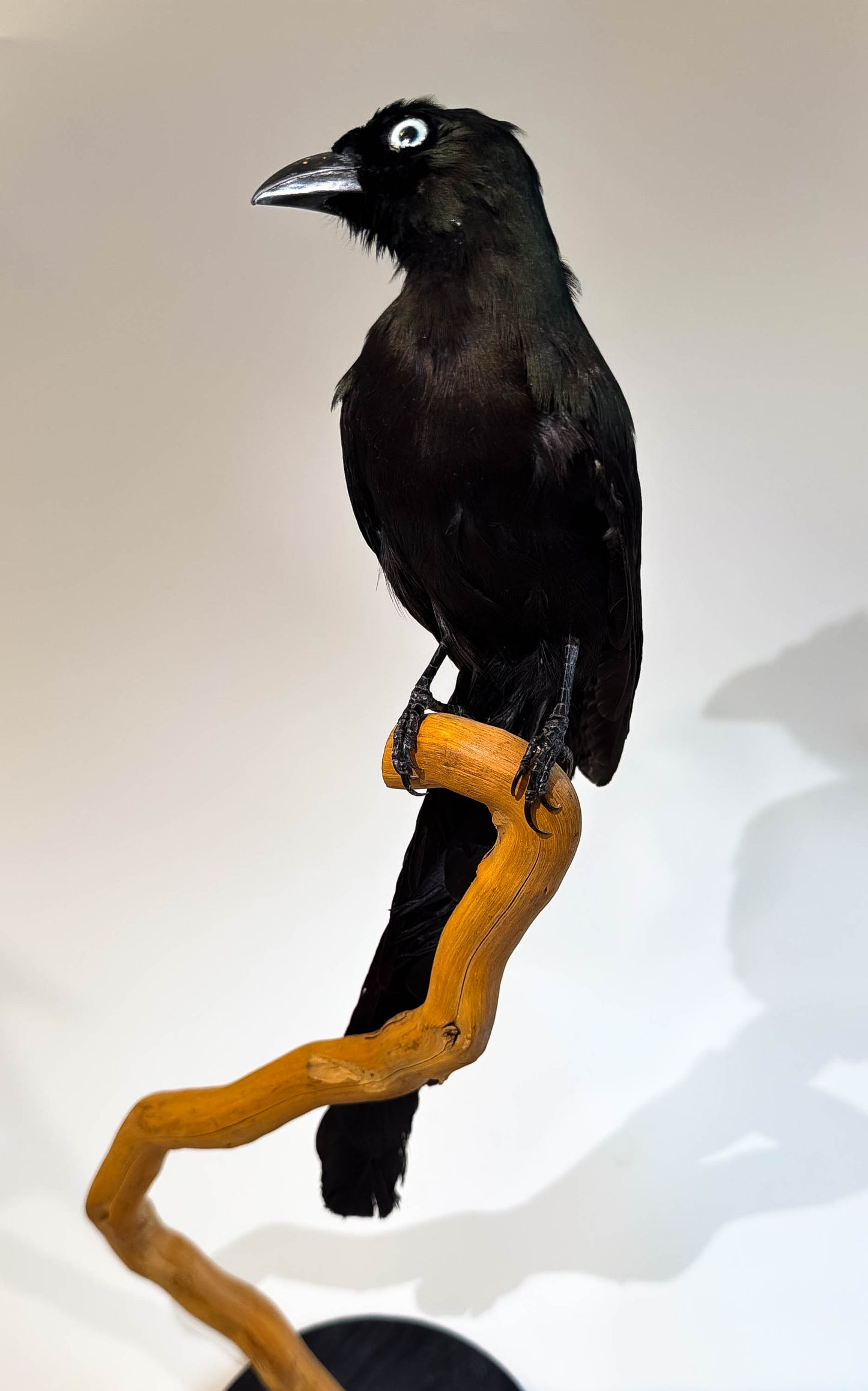 Mésange Charbonnière Empaillée Murale À Vendre