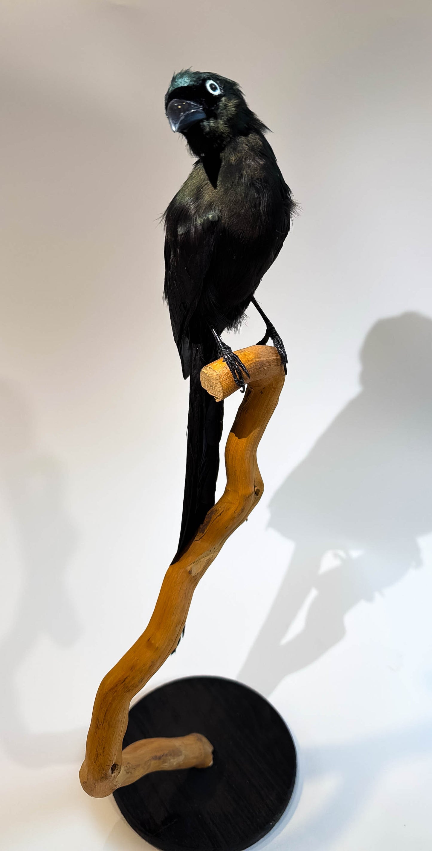 Mésange Charbonnière Empaillée Murale À Vendre