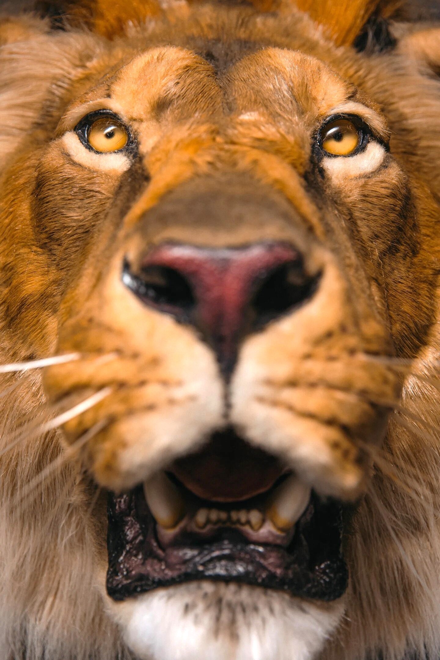 Replica Taxidermy Lion Shoulder Head Wall mount Life size