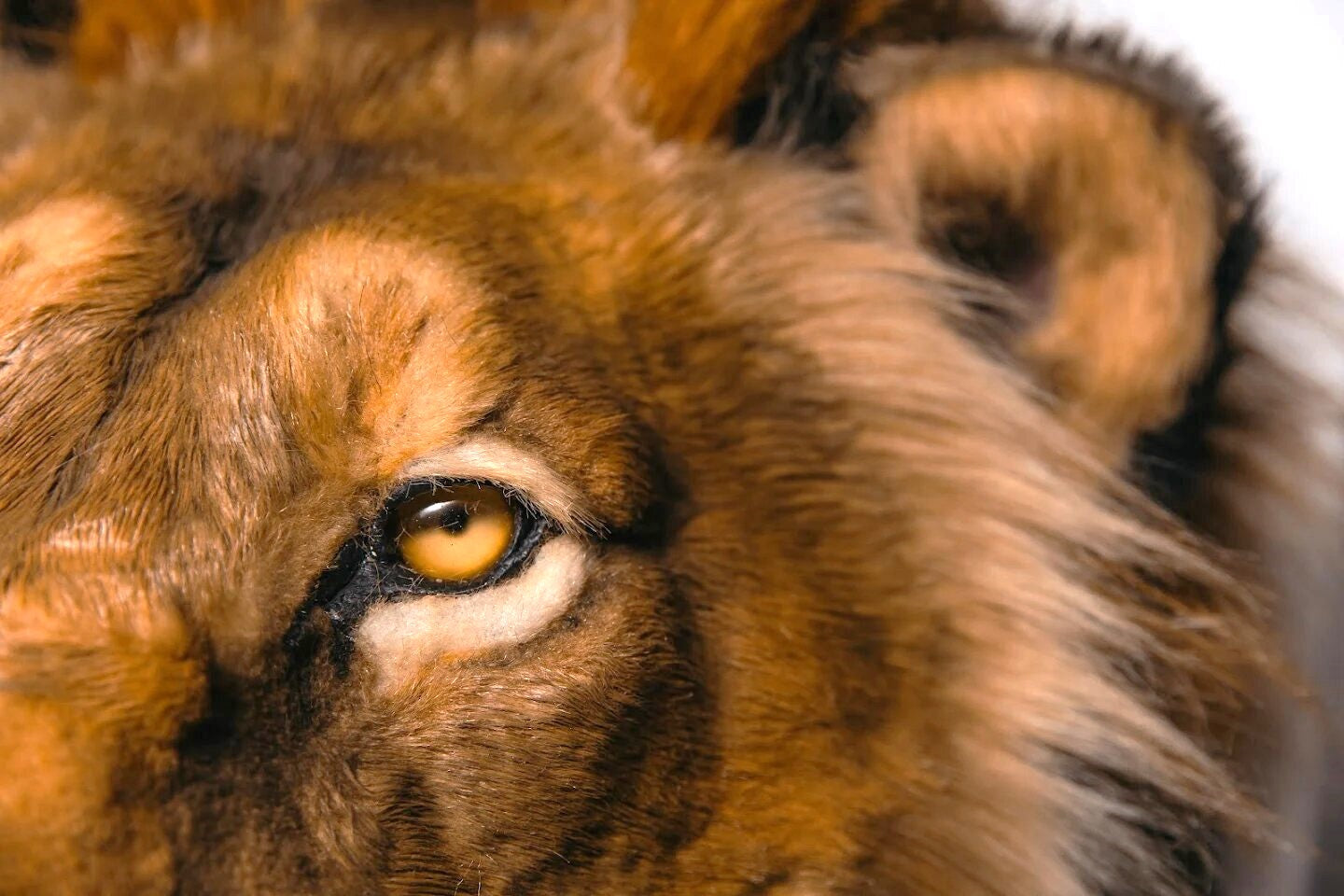 Replica Taxidermy Lion Shoulder Head Wall mount Life size