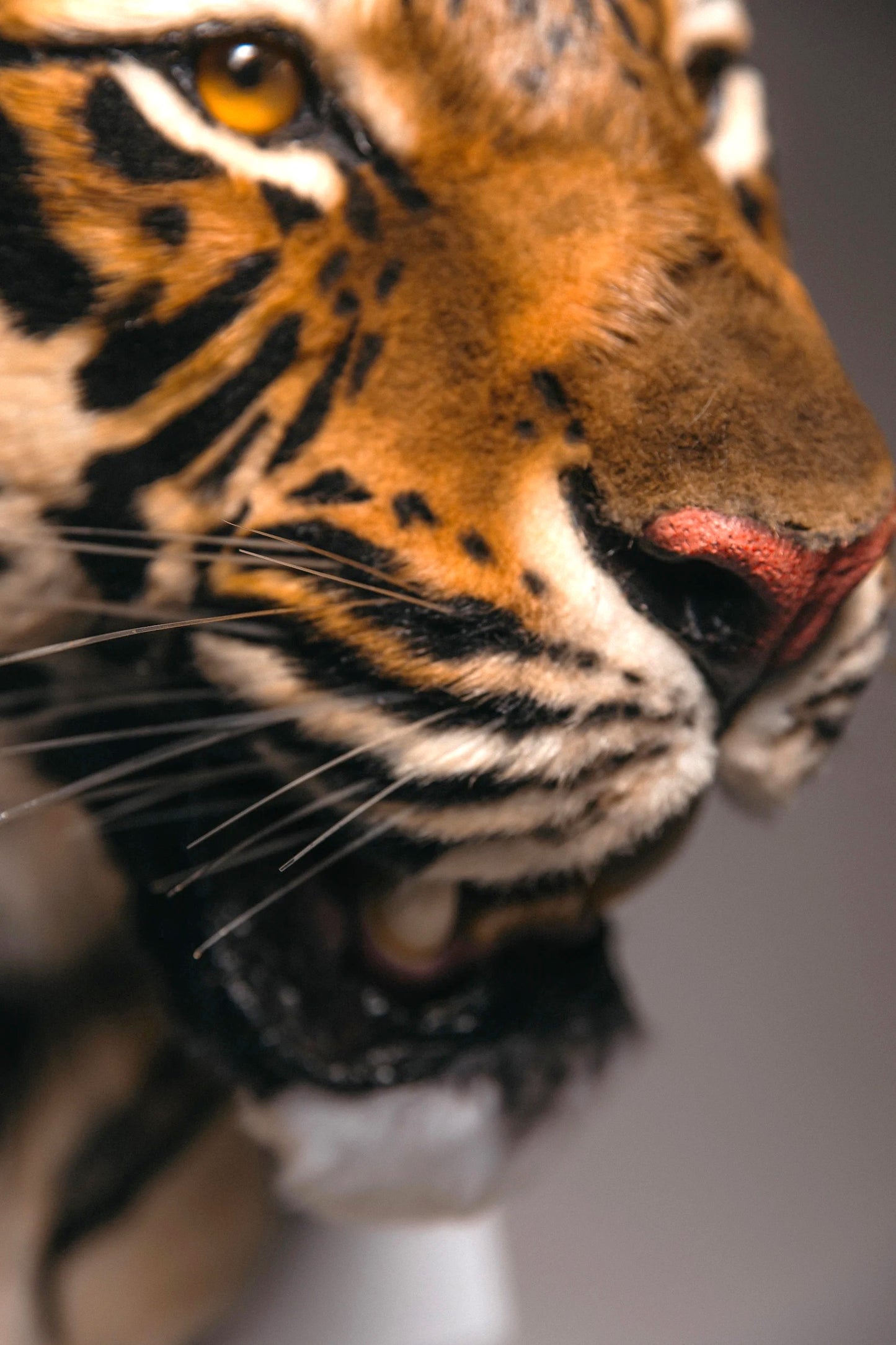 Replica Taxidermy Tiger Head Wall mount Realistic Life size