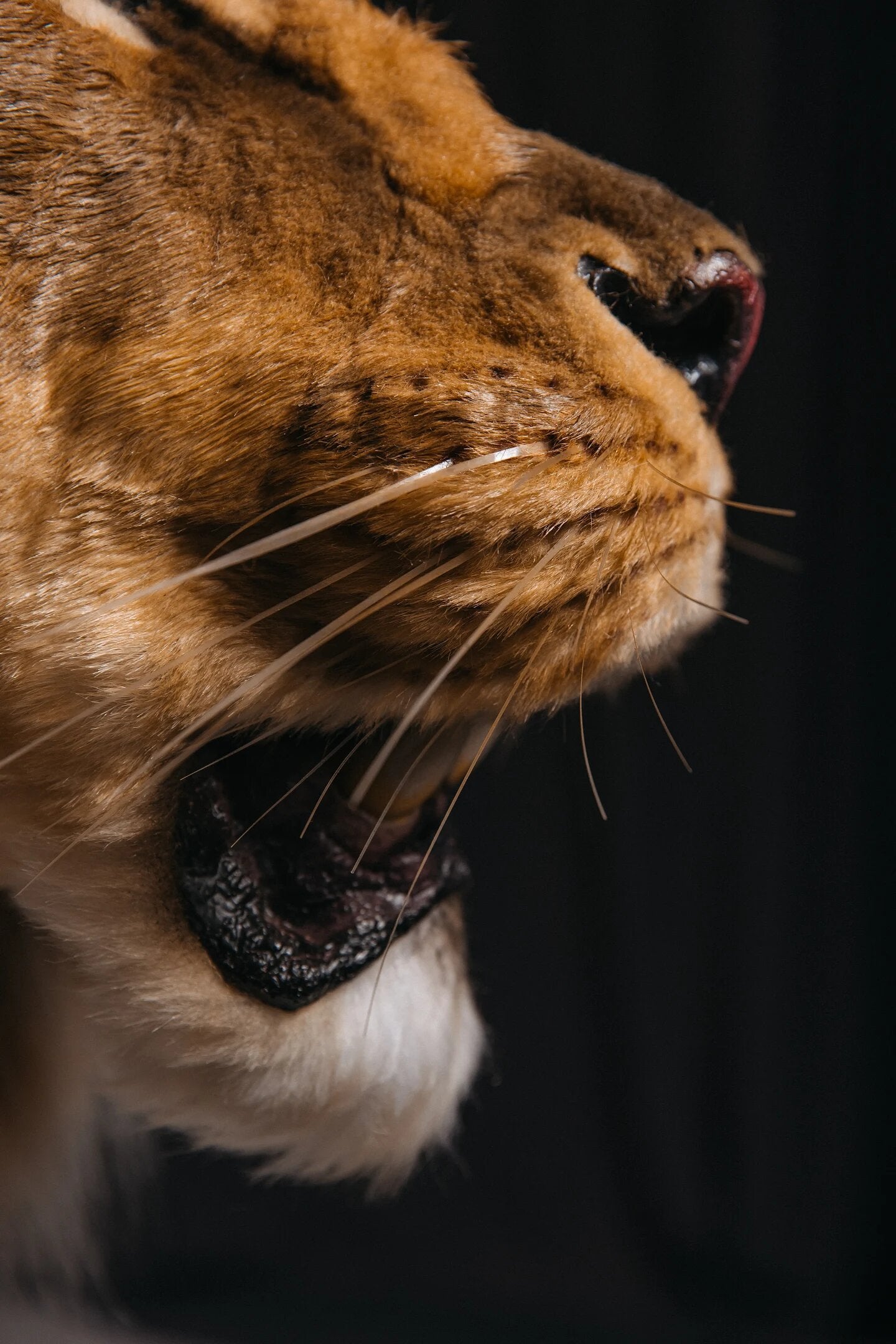 Replica Taxidermy Lion Shoulder Head Wall mount Life size